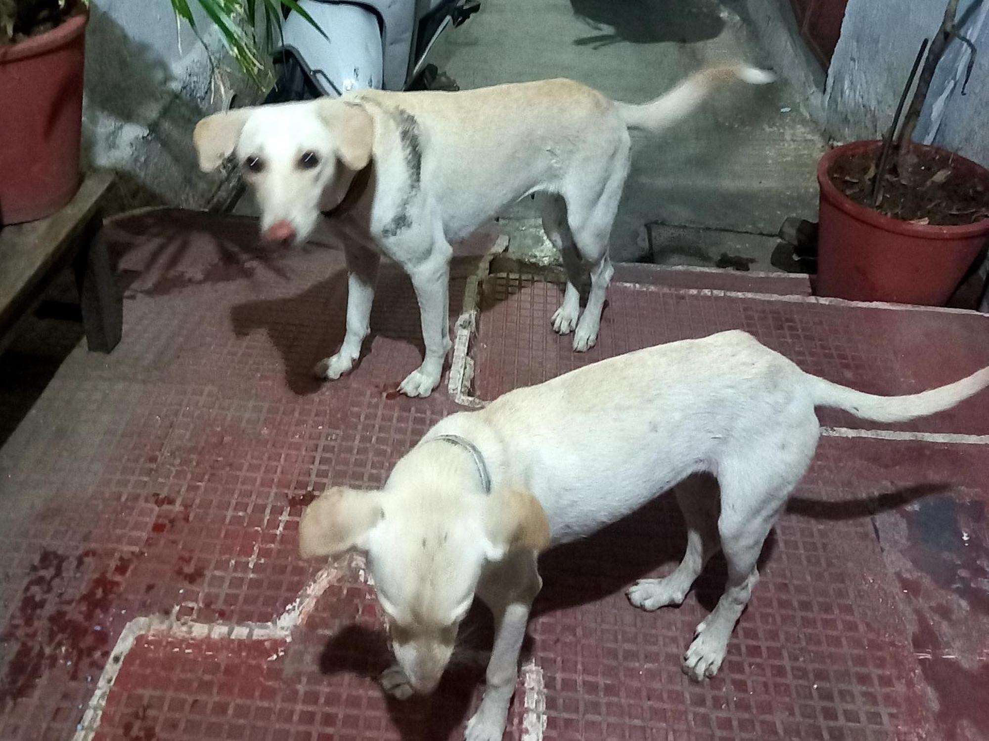 Nandini Paying Guest House Udaipur Buitenkant foto